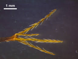 Image result for Bidens biternata