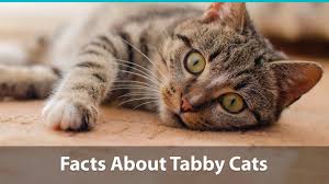 We believe in helping you find the product that is right for you. Facts About Tabby Cats Traits Health Issues Price And Everything Else