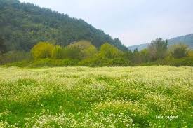 بكاسين جنوب لبنان natural landmarks country roads outdoor
