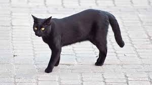 Ruyada Yataga Kedi Isemesi Ruyandagor Com