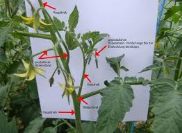 Ertragreiche paprikaernte in hülle und fülle. Welche Triebe Mussen Bei Tomaten Entfernt Ausgegeizt Werden Hier Gibt Es Eine Bebilderte Anleitung Fur Tot Tomaten Garten Tomaten Pflanzen Garten Anpflanzen