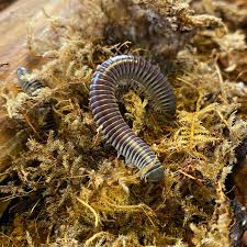 Image result for Centemopsis longipedunculata