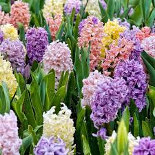 Place aux paysages colorés et aux fleurs éclatantes en hiver. Plantes D Hiver Pour Balcon Liste Ooreka