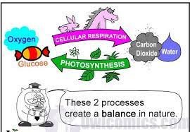 Owl Comics Lots Of Science Cartoons Compare Photosynthesis Vs Cellular Respiration Cellular Respiration Photosynthesis Science Reading