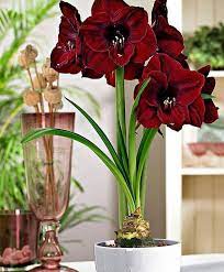 Pin On Flowers