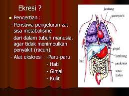 Proses pengeluaran zat sisa metabolisme, seperti urea, co2 ya karena dibanding vertebrata yang punya banyak organ ekskresi, invertebrata hanya punya satu organ ekskresi. Masih Ingat Materi Ipa Dikelas 8 Ppt Download