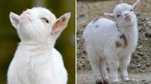 Smug Goat Know Your Meme