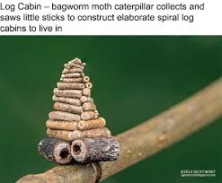 7 Mysterious Structures From The World S Smallest Architects Moth Caterpillar Insects Bugs And Insects