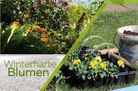 Die pflanzen sollten eine größe von wenigstens 30 bis 50 cm erreichen und erst dann raus. 30 Winterharte Blumen Von A Z Fur Balkon Und Beet