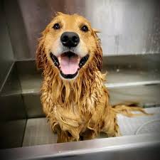 Abc professional pet groomers in florida. Best Pet Grooming Salon In Ocoee Florida Dog Grooming Services