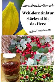 Weissdorn Tinktur Furs Herz Herstellen Strahlemensch Tinktur Weissdorn Krauter Fur Die Gesundheit