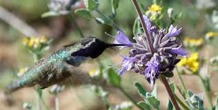 'pozo blue' is tolerant of heat and heavy clay soils and needs little water to thrive. Salvia Pozo Blue Grey Musk Sage