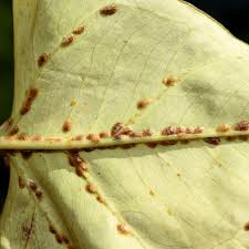 Image result for scale on plant