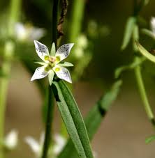 Image result for Swertia erosula