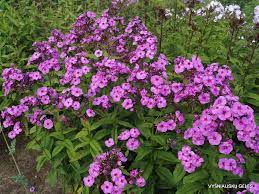 We did not find results for: Purple Paradise Daylily Phlox Eu