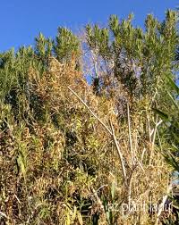 Image result for xylella fastidiosa oleander symptoms