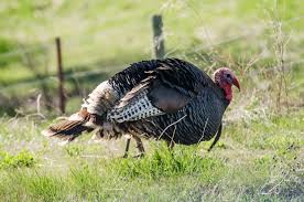 This beautiful country with rich culture and traditions attracts people from all over the world to visit the country. Turkey Trivia Amazing Facts About Turkeys The Old Farmer S Almanac