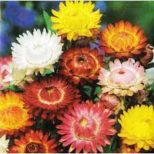 Strawflower King Size Mixed 2500 Seeds Xerochrysum Helichrysum Bracteantha Bracteata
