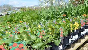 Garden heights nursery is an urban retail garden center in st. The Nursery Garden Centre Near Trowbridge Wiltshire