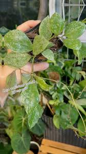 Image result for Aneilema zebrinum