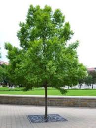 Image result for Ulmus parvifolia