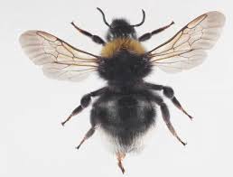 Image result for Bombus quadricolor