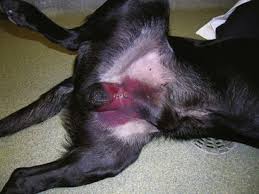Cryptorchidism in dogs including diagnosis and symptoms, pathogenesis, prevention, treatment, prognosis and more. Testes And Scrotum Veterian Key