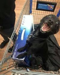 Happiness Gaminglife Gamer Gaming Gamerdog Gamerboy Gamergirl Happy Happiness Gamingpc Gamingps4 Playstation Funny Memes Memes Cute Funny Animals