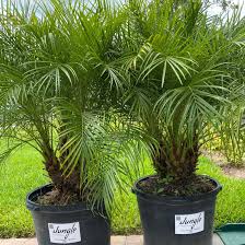 Image result for Pearsonia cajanifolia