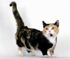Cute Pictures and Facts About Calico Cats and Kittens
