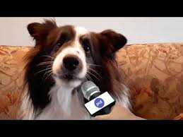 Don T Miss This One Talking Pets Interviewed On Their Favorite Thing S About Christmas In 2020 Pet Holiday Funny Animal Photos Pets