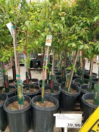 Check out our nectarine tree selection for the very best in unique or custom, handmade pieces from our shops. Costco Trees General Fruit Growing Growing Fruit