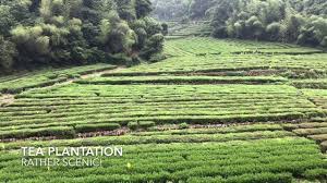 #bruno barbey #photography #nature #landscape photography #tea plantation #sri lanka #the hundreds panorama #thehundredspanorama #tea plantation #malaysia #tilburg #the hood snake. Tea Plantation Hangzhou China Tunnel Youtube
