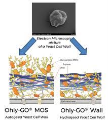Yeast cell wall animal feed. Yeast Walls And Yeast Extracts For Animal Health Garzanti Specialties