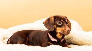 Should a chihuahua mix take after their chi parent, they will be a small, playful dog that is devoted to their families. Dachshund Chihuahua Mix Chiweenie Facts Breed Information