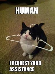 Cat Stuck In Hanger Justpost Virtually Entertaining