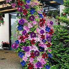 Earlier, we also covered creepers plants that grow well in india. Buy Byyushop 50pcs Clematis Seeds Mixed Color Flower Seeds Garden Balcony Climbing Plants Mixed Color Online At Low Prices In India Byyushop 50pcs Clematis Seeds Mixed Color Flower Seeds Garden