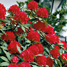 Wir zeigen, wie sie dabei am besten vorgehen und geben tipps zu standort, boden und weiterer pflege. Rhododendron Kardinalrot Rhododendren Azaleen Straucher Baume Bluh Ziergeholze Ahrens Sieberz Pflanzenversand Gartenbedarf