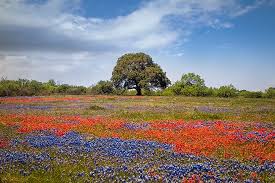 We have reviews of the best places to see in round rock. Where To See The Best Bluebonnets In 2017 Jason Weingart Photography
