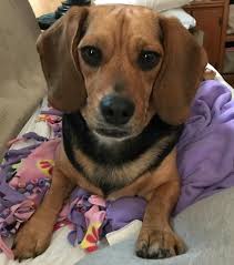 Beagle puppies for adoption raleigh nc the cutest puppies. Rehomed Topsy And Lily Beagle Sisters In Baltimore Md