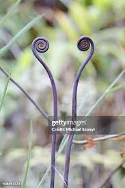 Image result for Hermbstaedtia linearis