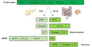 Glucagon was originally thought to be a contaminant that caused hyperglycemia found in pancreatic extracts in studies from 1923. Glucagon Physiology Endotext Ncbi Bookshelf