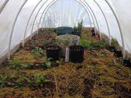 Plants will take excess sugar produced in the leaves through photosynthesis and send it to the roots. Creating Your Own Mycorrhiza Organic Gardening Mother Earth News