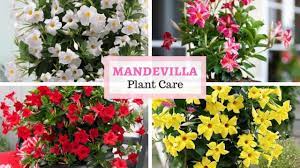 This means that usually, you won't have to feed it fertilizer for roughly three months. Rocktrumpet Care How To Grow And Care For Mandevilla Plant Home Gardeners