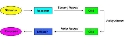E1 Stimulus And Response Bioninja
