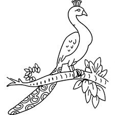 This tutorial shows the sketching and drawing steps from start to finish. How To Draw Full Body Peacock Drawing With Tree Branch Within 3 Easy Steps Peacock Drawing Drawing A Peacock Bird Drawings