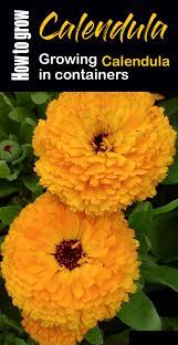 How To Grow Calendula Growing Calendula Flower Herbaceous Plants Calendula Flower Calendula Plants