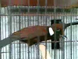 Maybe you would like to learn more about one of these? Cililin Gacor Youtube