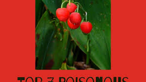 Plant with small purple flowers and red berries. 7 Most Poisonous Berries With Photos And Descriptions Caloriebee