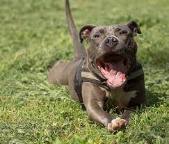 Many people believe the american bully and pitbulls are all aggressive, however, these dogs can be sweet family dogs. American Pitbull Terrier Wesen 9 Fakten